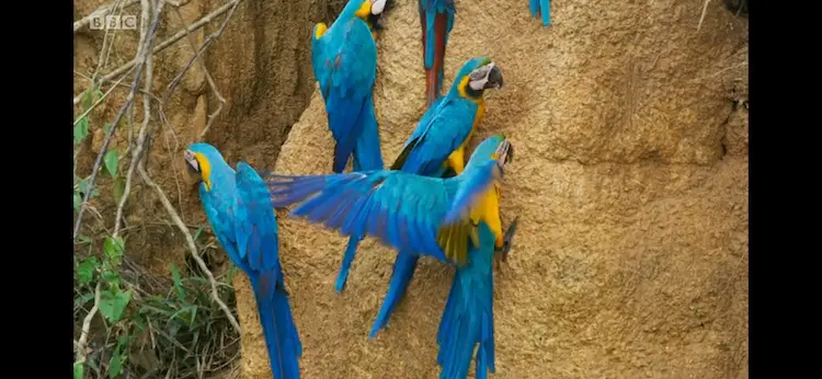Blue-and-yellow macaw (Ara ararauna) as shown in Seven Worlds, One Planet - South America